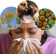 tengerimalac allergia tünetei