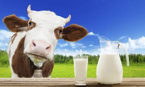 Aki tehéntejre allergiás, legtöbbször a kecske és szamártejre is az.